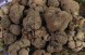 Tartufi