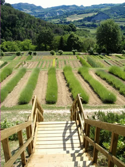 Cardello e Giardino delle Erbe di Casola Valsenio