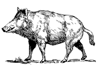 Festa del Cinghiale