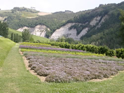 Giardino delle Erbe "A. Rinaldi Ceroni"