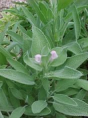 Giornata della salvia e della saba