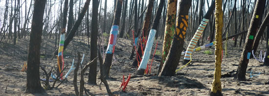 Pineta di Lidi di Dante - particolare dopo l'incendio