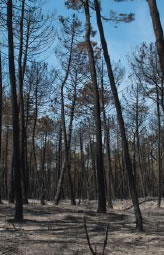 pineta di Lido di Dante